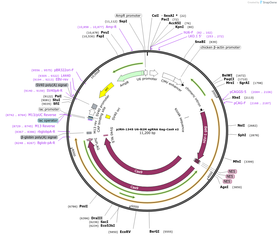 201916-plasmid-map-sequence-id-403306