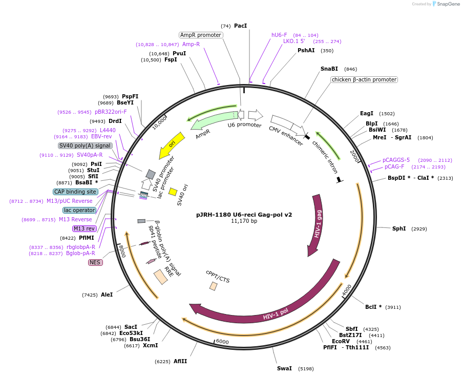 201915-plasmid-map-sequence-id-403309