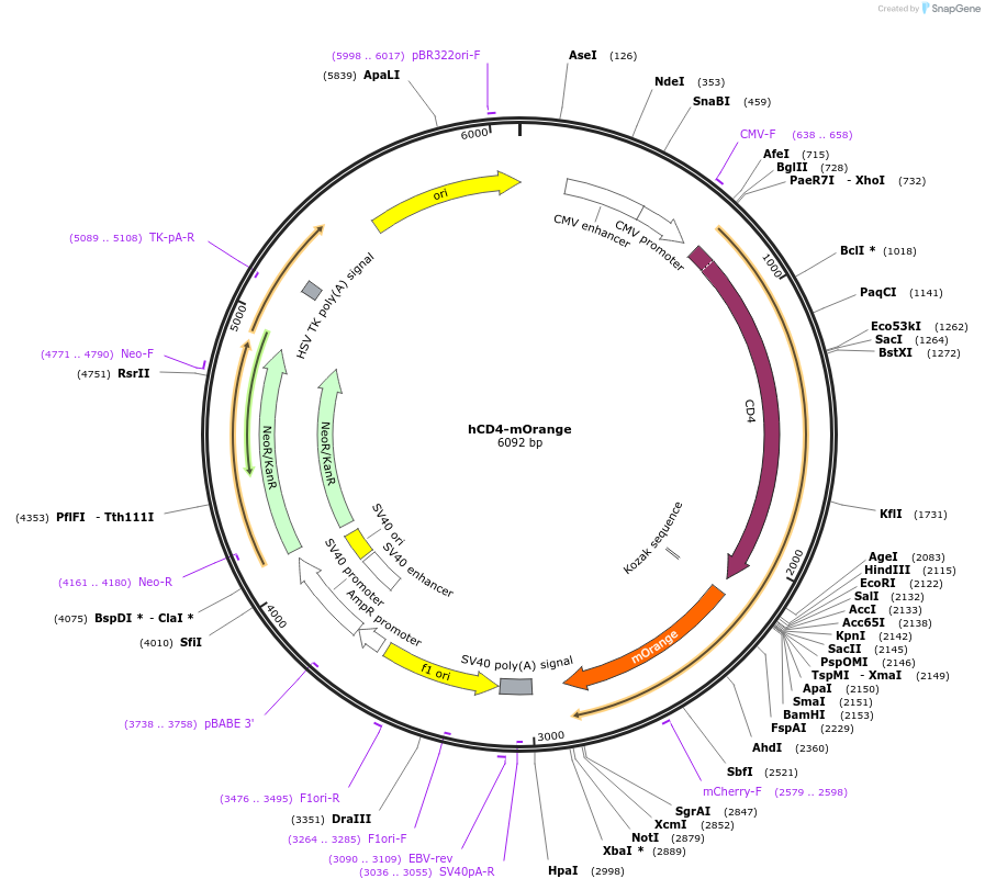 110192-plasmid-map-sequence-id-403314
