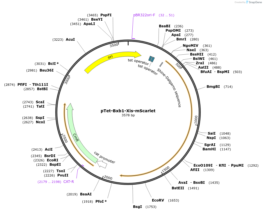 195570-plasmid-map-sequence-id-403317