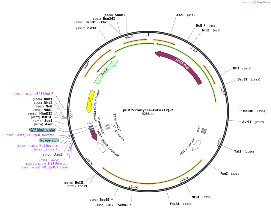 191655-plasmid-map-sequence-id-403323