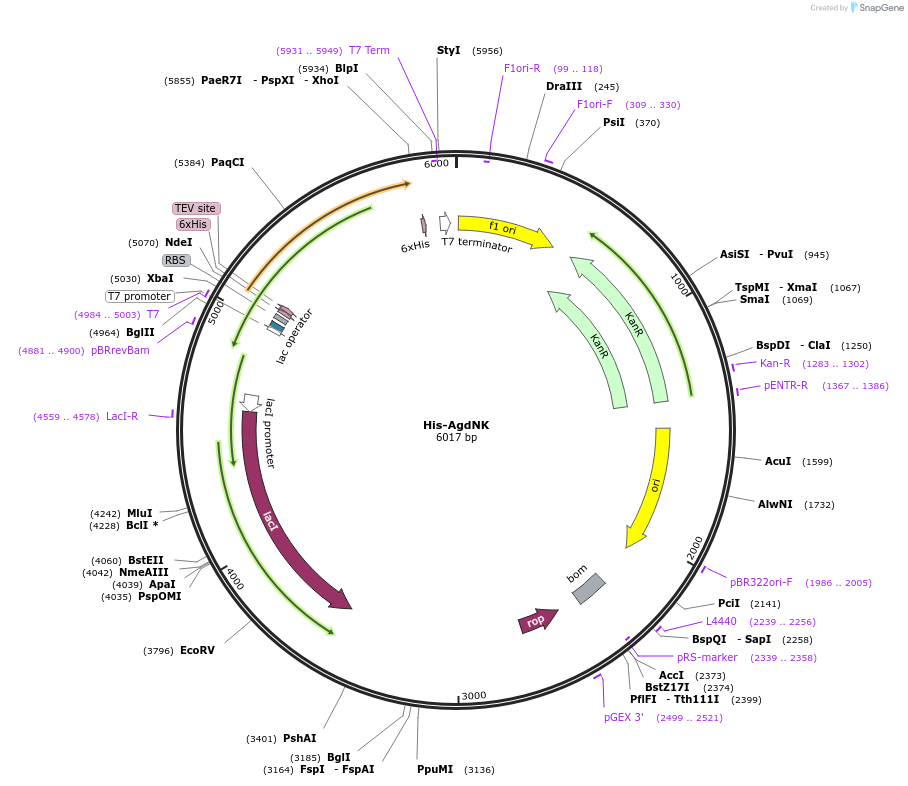 203226-plasmid-map-sequence-id-403332