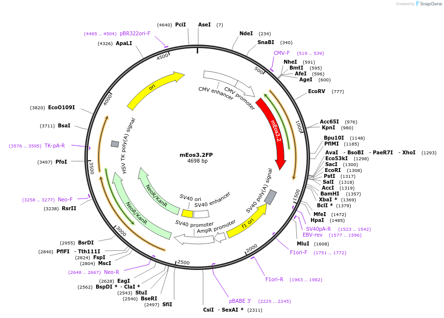 203757-plasmid-map-sequence-id-403337