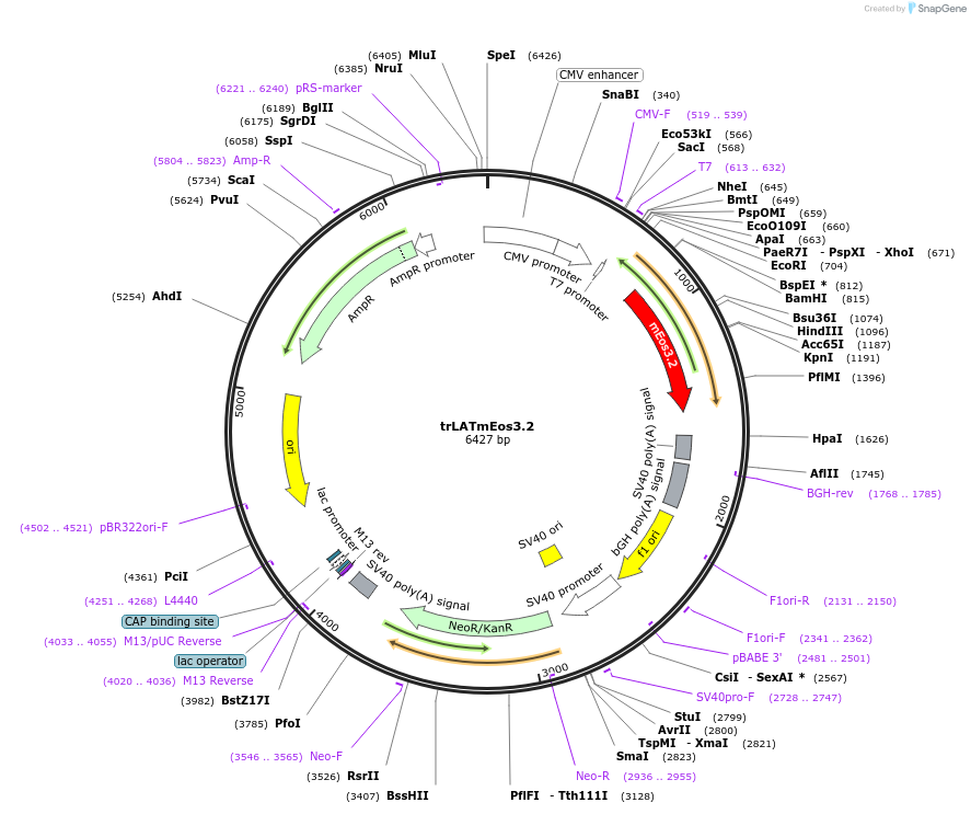 203745-plasmid-map-sequence-id-403347