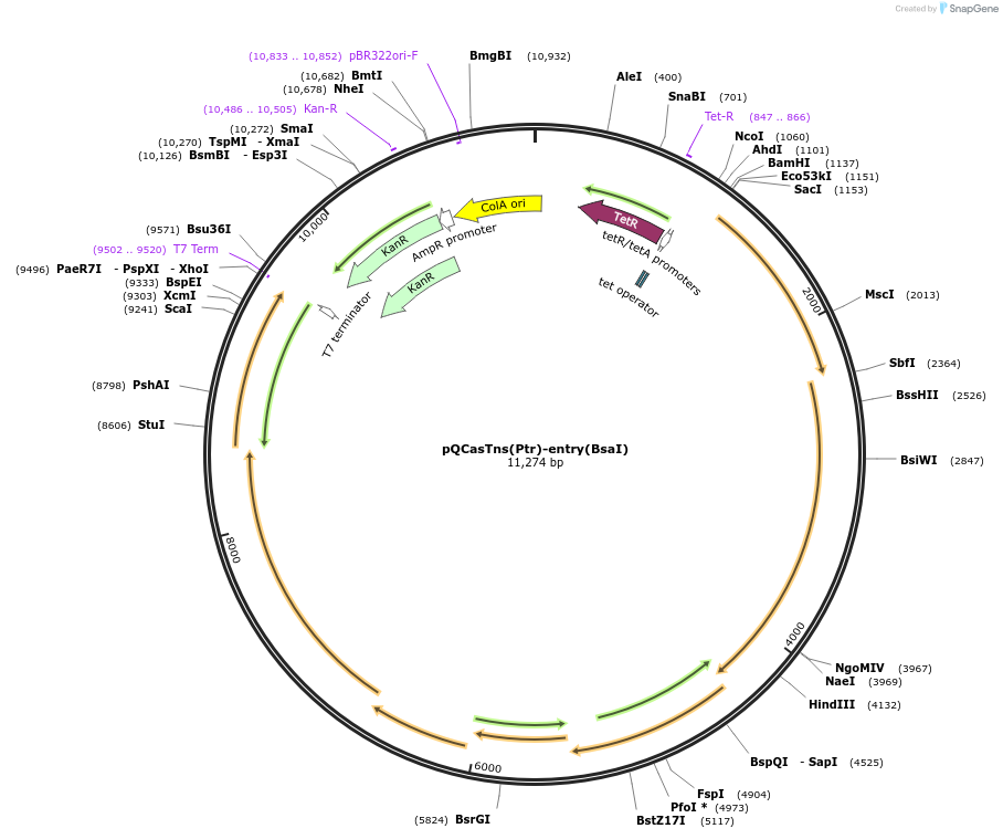 190274-plasmid-map-sequence-id-403364