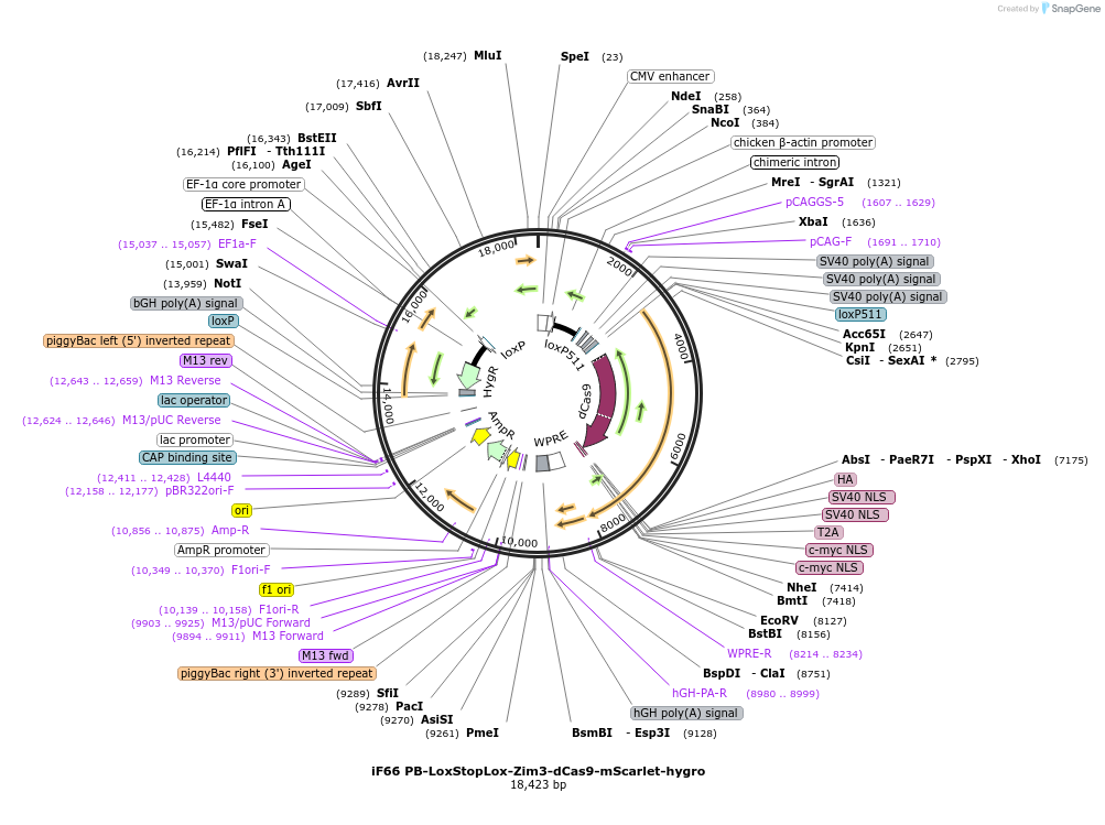204731-plasmid-map-sequence-id-403365