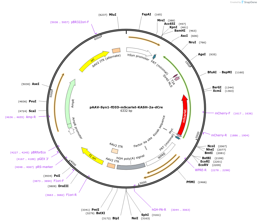 203839-plasmid-map-sequence-id-403385