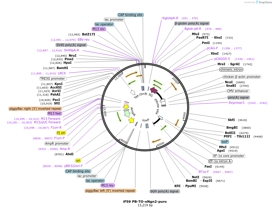 204734-plasmid-map-sequence-id-403386
