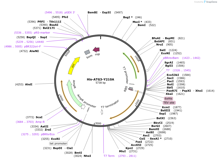 202780-plasmid-map-sequence-id-403392