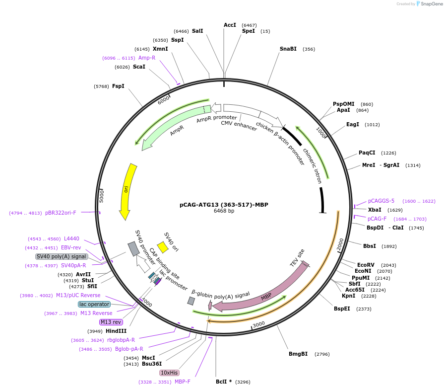 203561-plasmid-map-sequence-id-403405