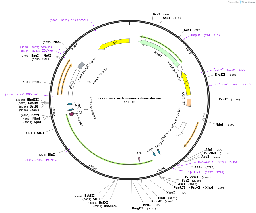 129180-plasmid-map-sequence-id-403406