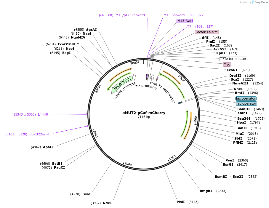 192860-plasmid-map-sequence-id-403415