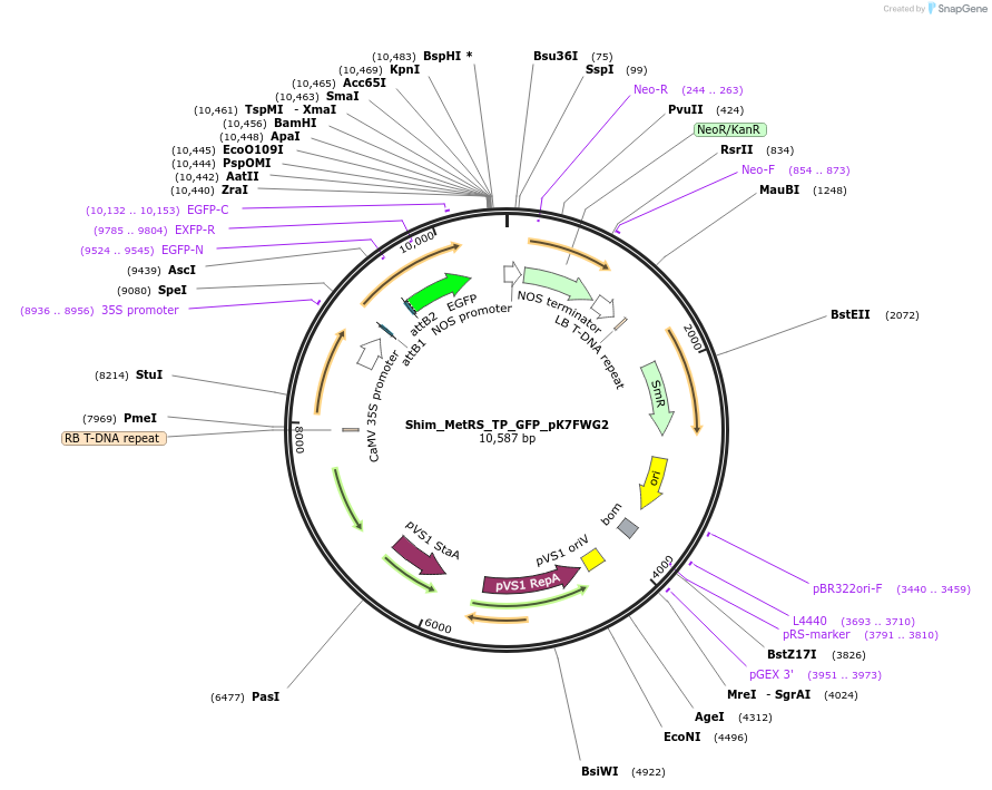202650-plasmid-map-sequence-id-403447