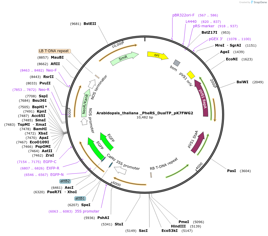 202661-plasmid-map-sequence-id-403448