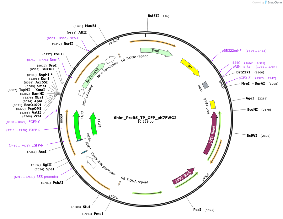 202651-plasmid-map-sequence-id-403449