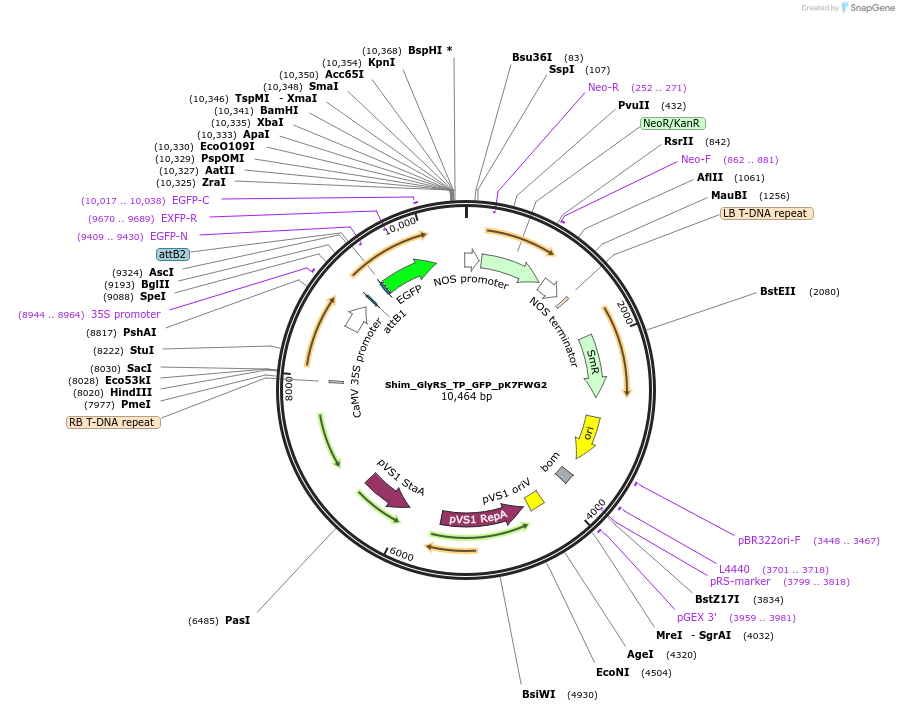 202648-plasmid-map-sequence-id-403451