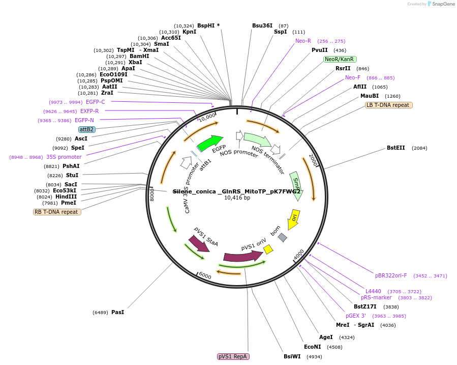 202654-plasmid-map-sequence-id-403452