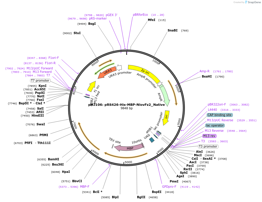 205253-plasmid-map-sequence-id-403471