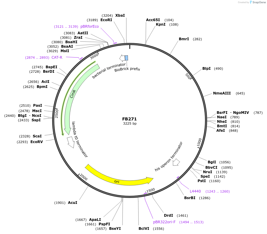 203610-plasmid-map-sequence-id-403477