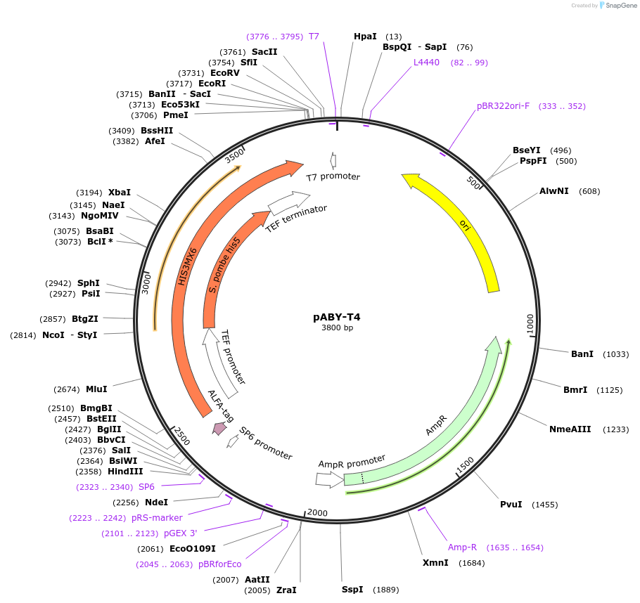 201767-plasmid-map-sequence-id-403478