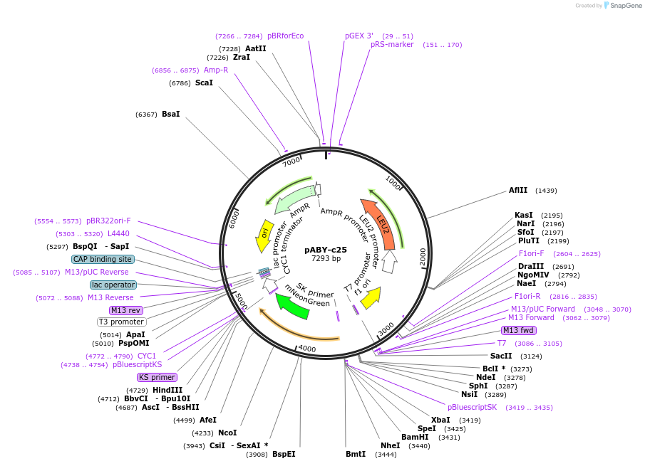 201769-plasmid-map-sequence-id-403480