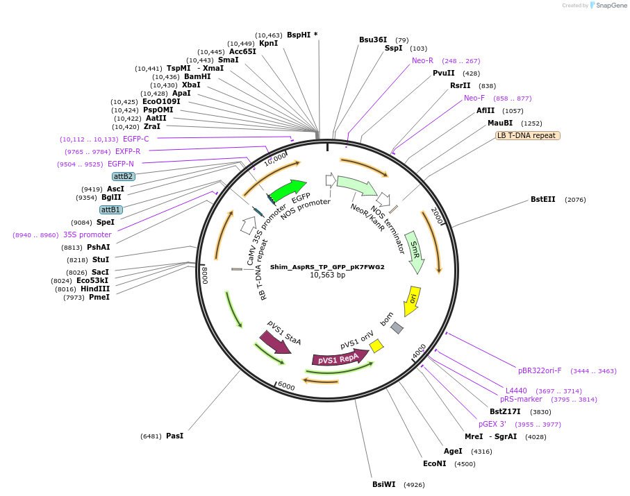 202647-plasmid-map-sequence-id-403487