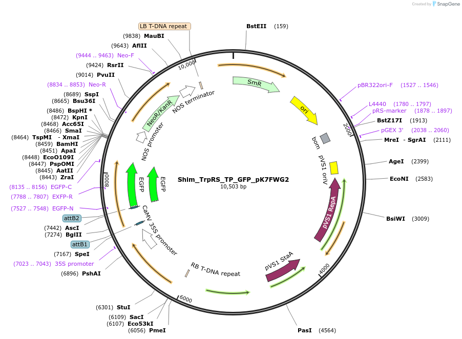 202653-plasmid-map-sequence-id-403488