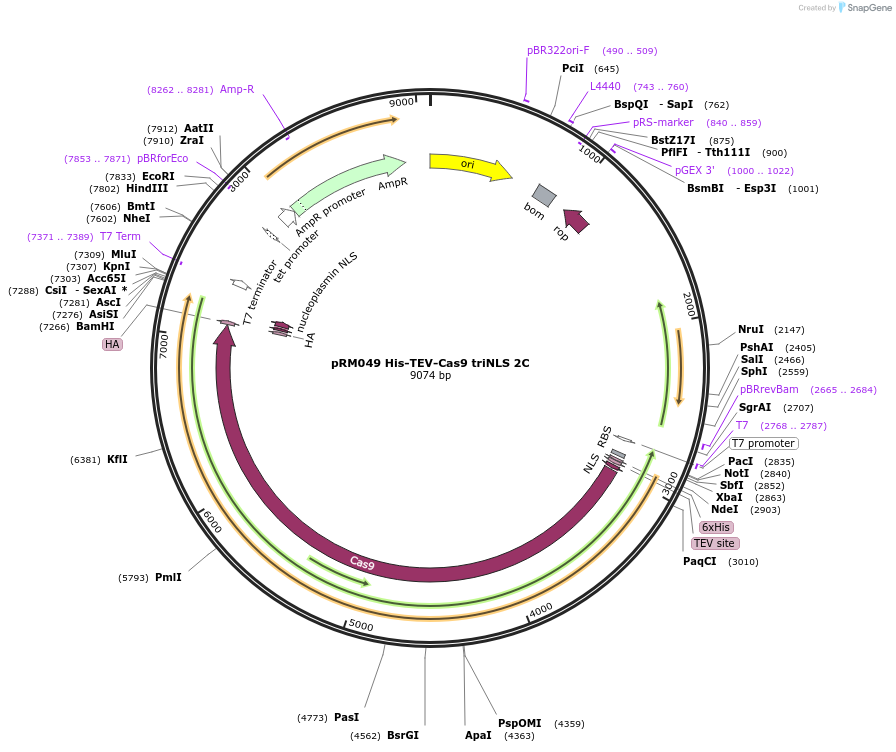 196245-plasmid-map-sequence-id-403489