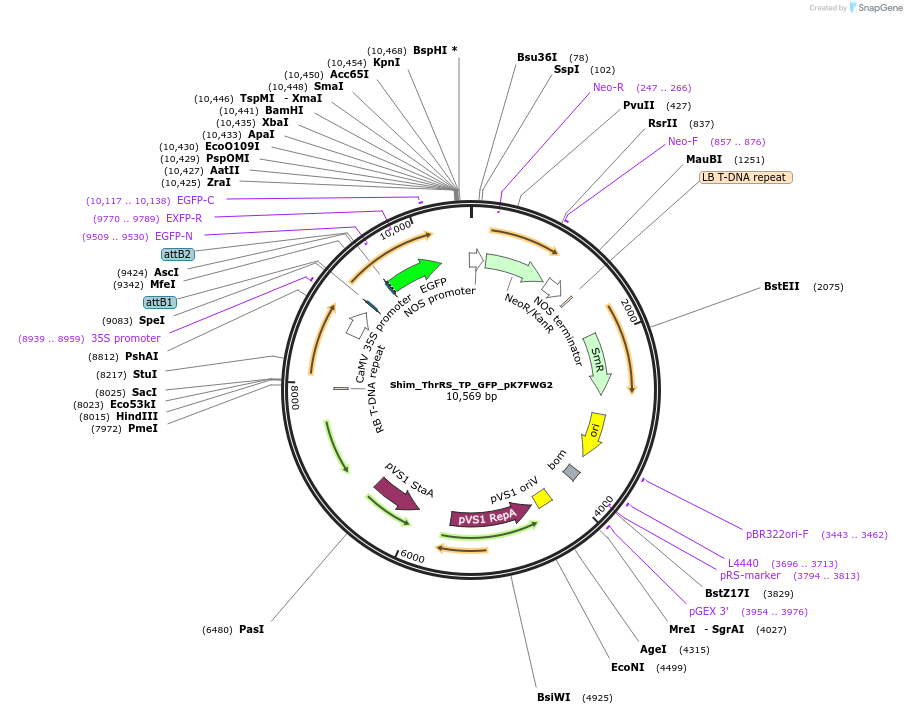 202652-plasmid-map-sequence-id-403490