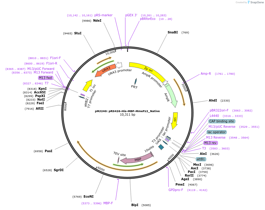 205255-plasmid-map-sequence-id-403494