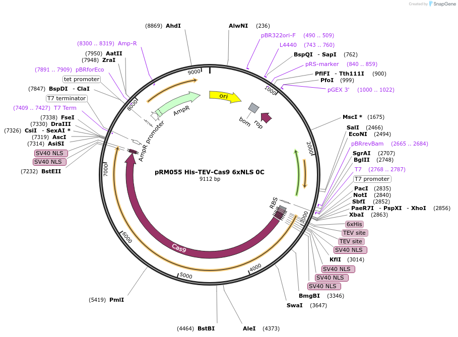 196246-plasmid-map-sequence-id-403499