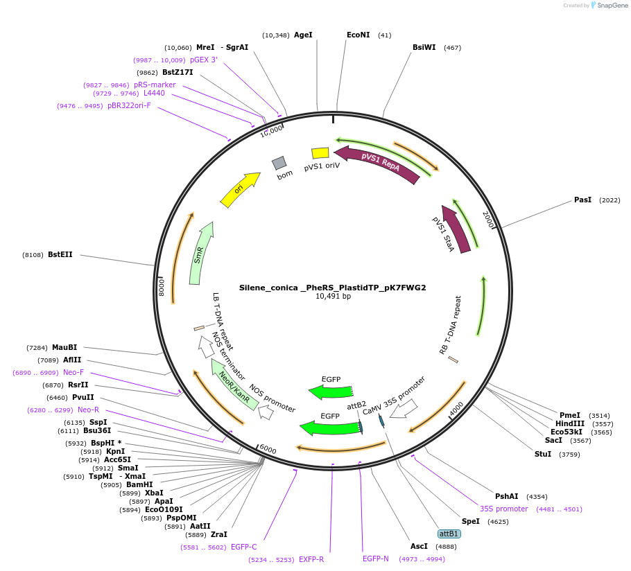 202660-plasmid-map-sequence-id-403500