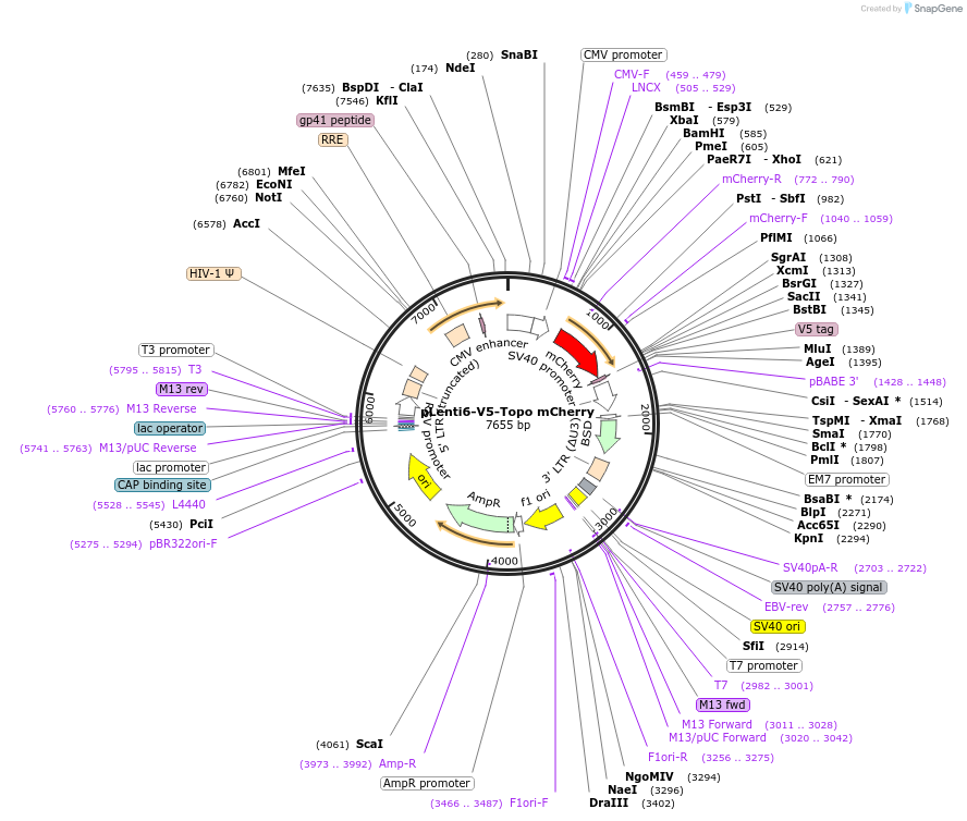 128062-plasmid-map-sequence-id-403501