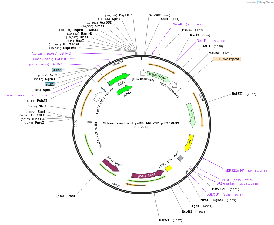202655-plasmid-map-sequence-id-403504