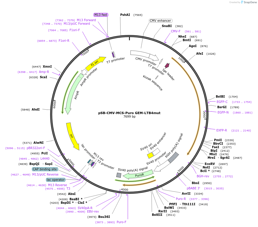 202642-plasmid-map-sequence-id-403505