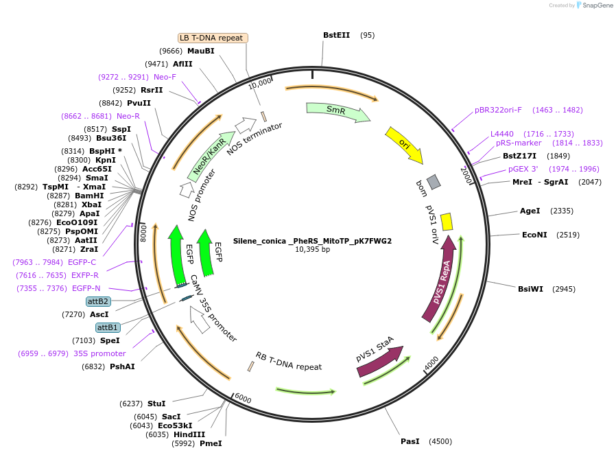 202659-plasmid-map-sequence-id-403508
