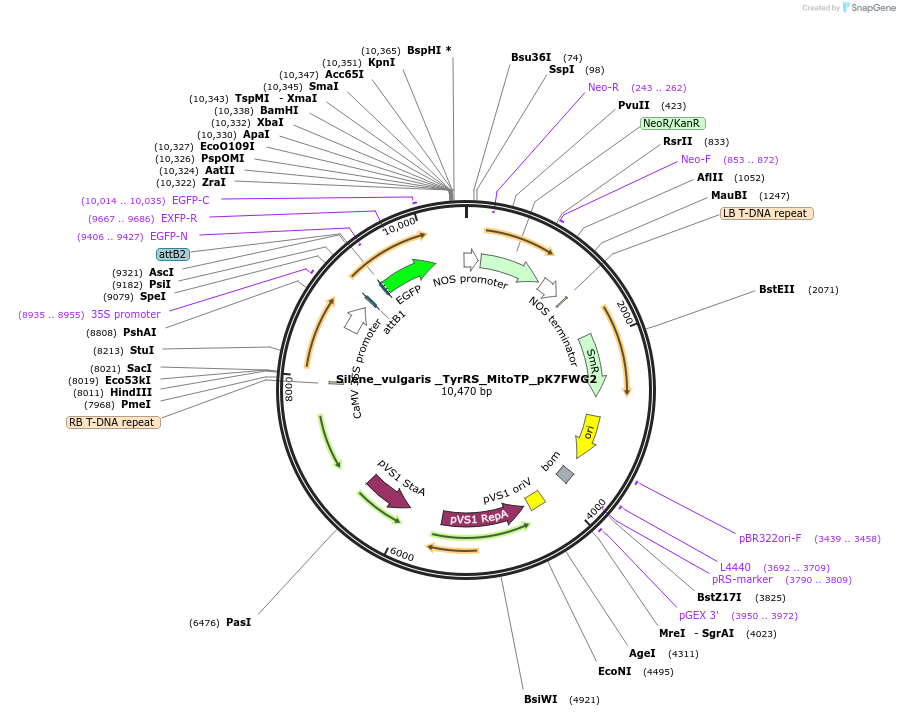 202658-plasmid-map-sequence-id-403509