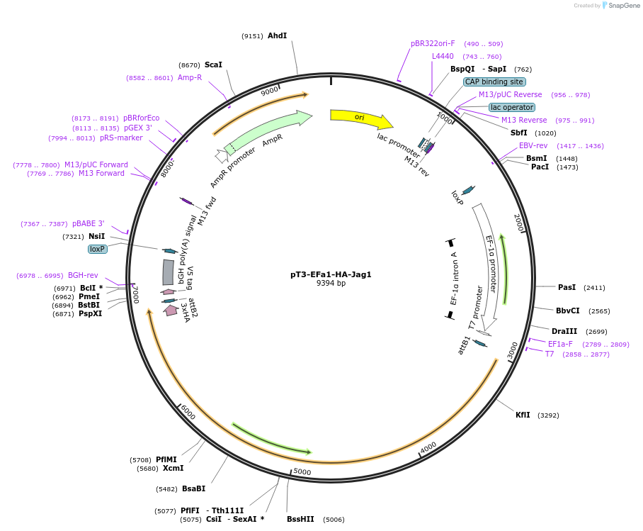 46051-plasmid-map-sequence-id-403519