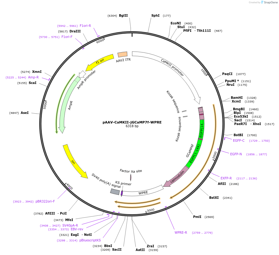 203848-plasmid-map-sequence-id-403521