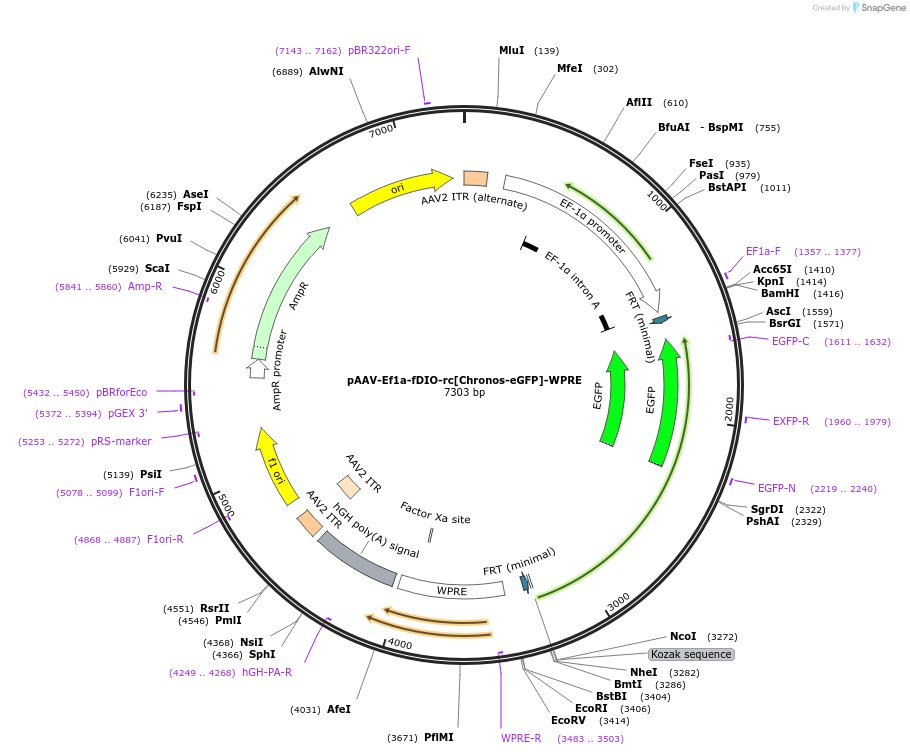 203847-plasmid-map-sequence-id-403527