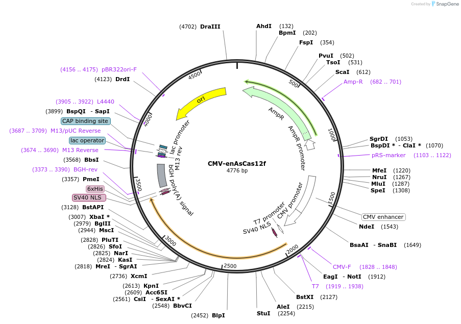 204637-plasmid-map-sequence-id-403532