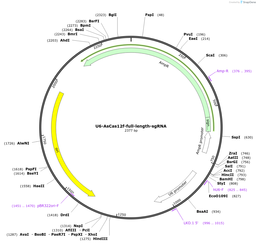 204638-plasmid-map-sequence-id-403566