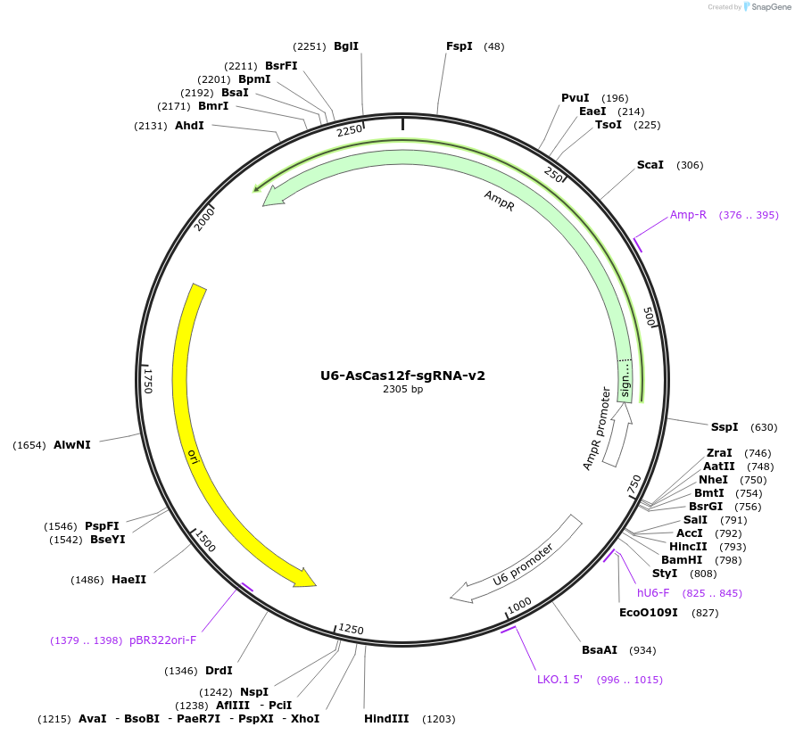 204639-plasmid-map-sequence-id-403570