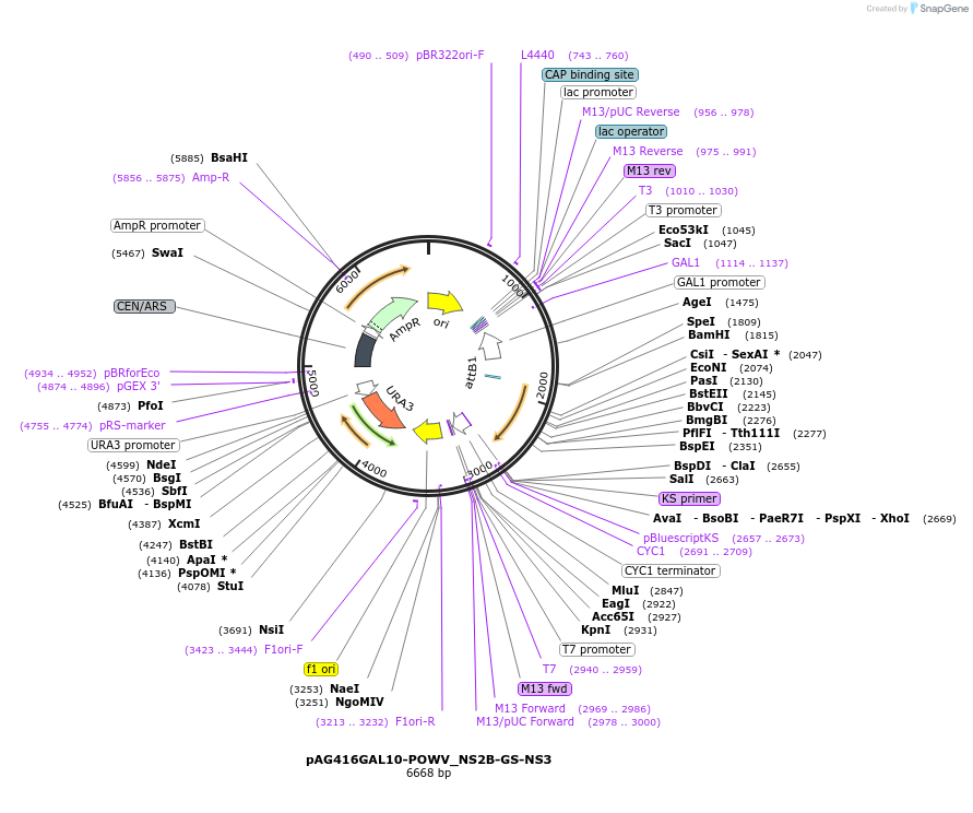 203471-plasmid-map-sequence-id-403573