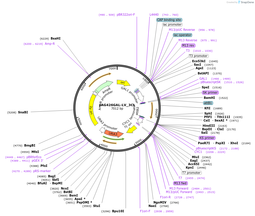 203507-plasmid-map-sequence-id-403576