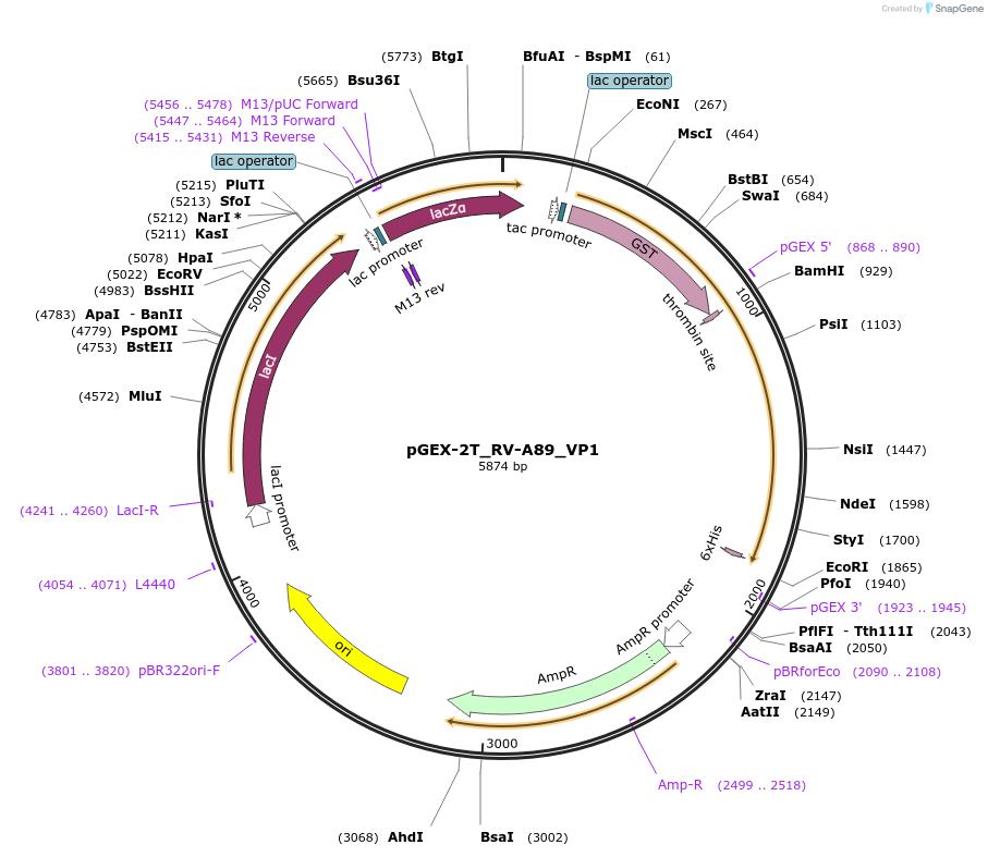 202073-plasmid-map-sequence-id-403580
