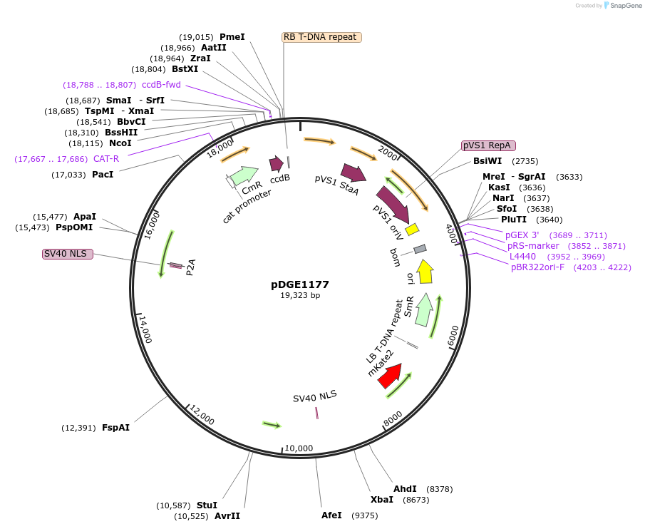 202775-plasmid-map-sequence-id-403581