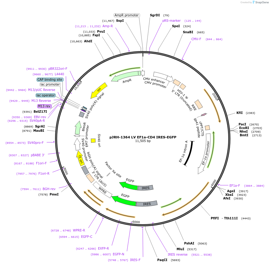 201920-plasmid-map-sequence-id-403585