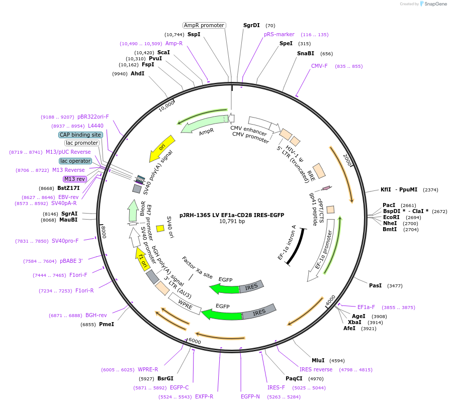 201921-plasmid-map-sequence-id-403586