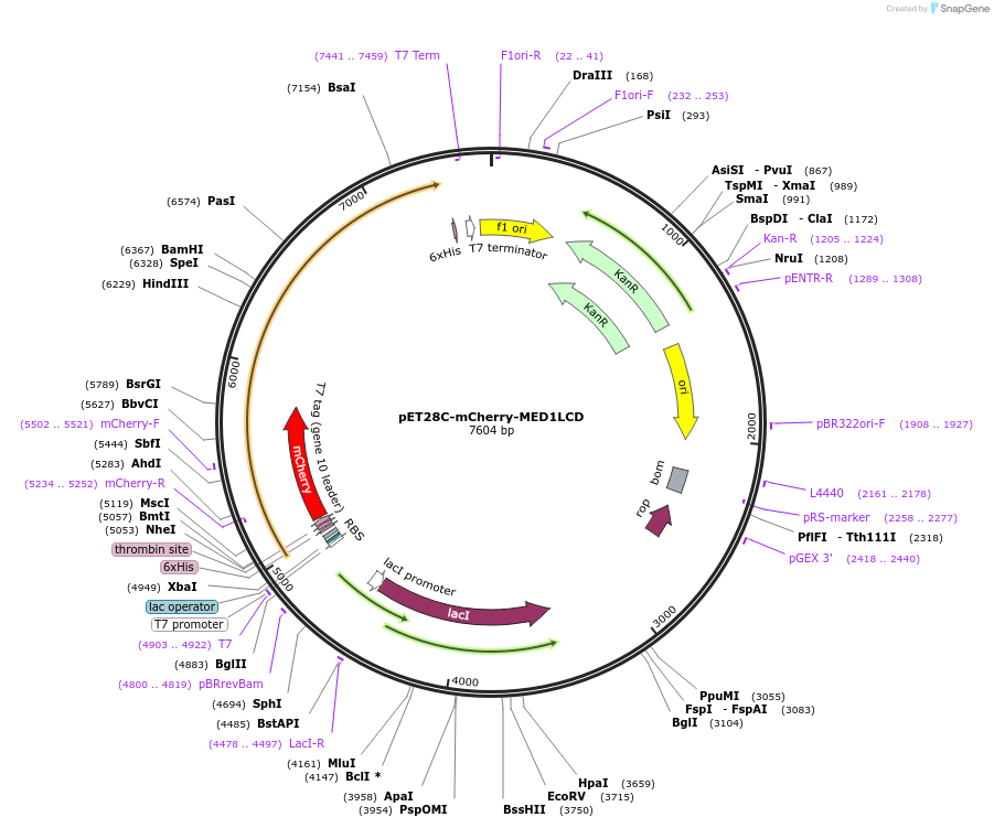 204404-plasmid-map-sequence-id-403599